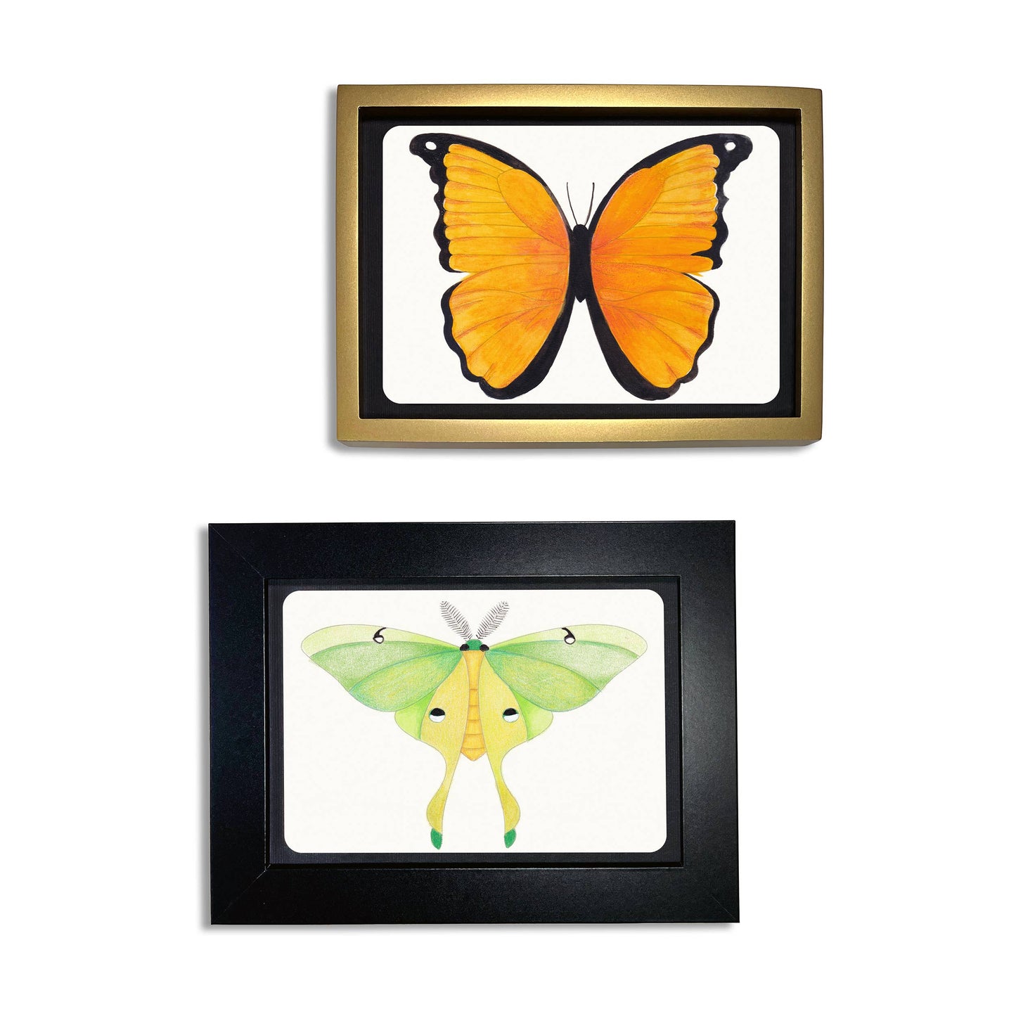 Coloring Postcards with 6 Butterfly + Moth Designs